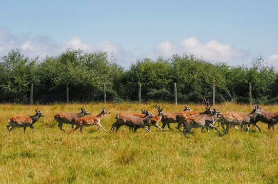 Valley of the Yak Deer