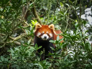 Bifengxia Wildlife Park
