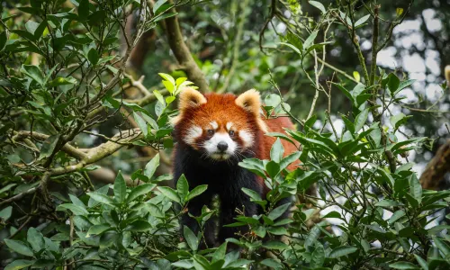Bifengxia Wildlife Park
