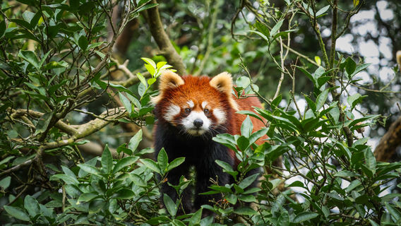 Bifengxia Wildlife Park