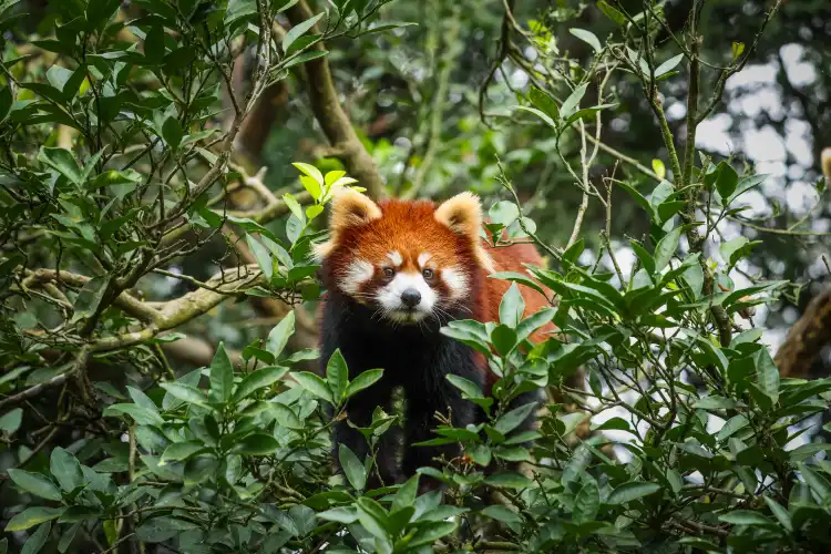 Hotels near Bifengxia Wildlife Park