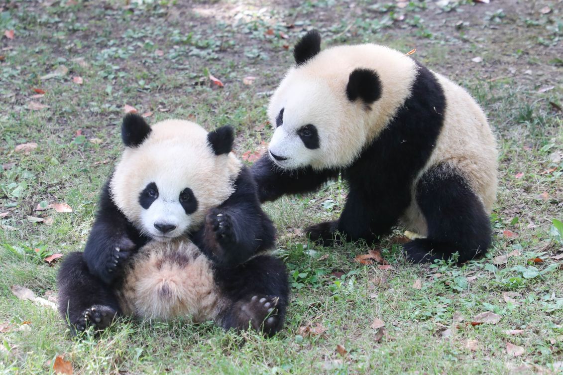 上海野生動物園
