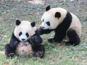 Shanghai Wild Animal Park