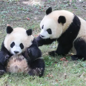上海野生動物園