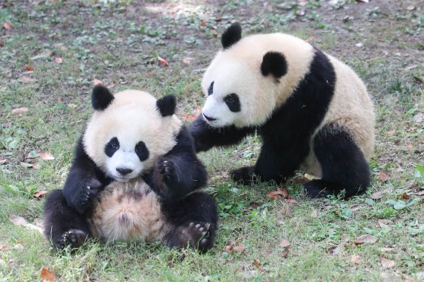Shanghai Wild Animal Park