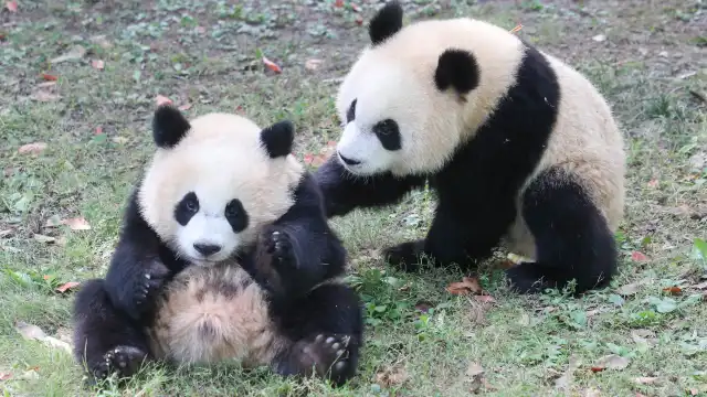 Shanghai Wild Animal Park