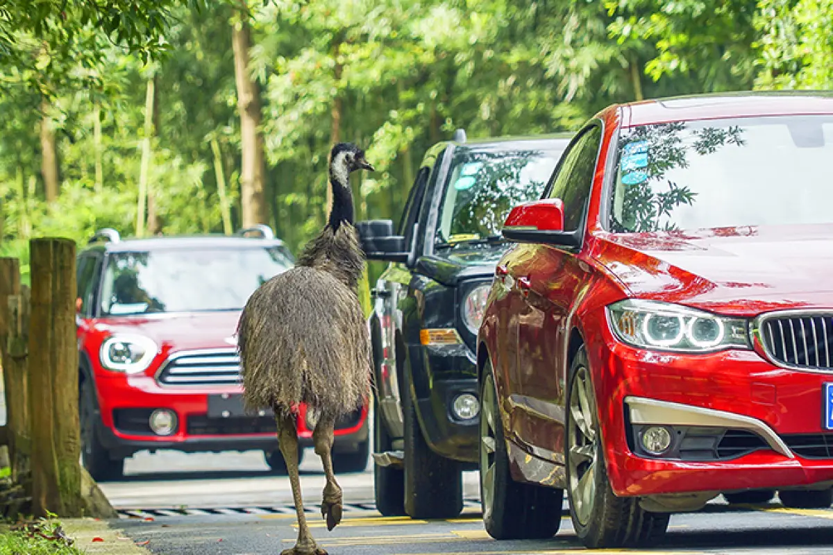 Parking at Hangzhou Safari Park