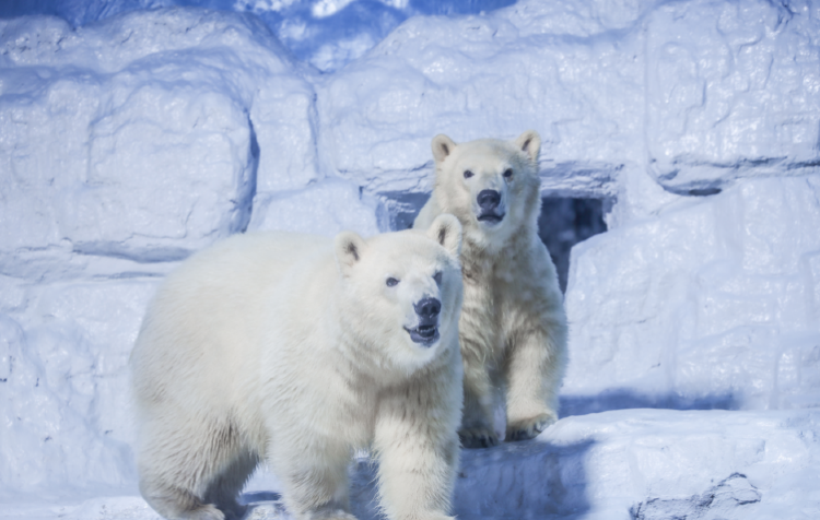 Tiger Beach Ocean Park