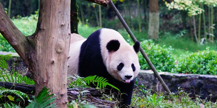 Dujiangyan China Giant Panda Garden (formerly known as Panda Paradise)