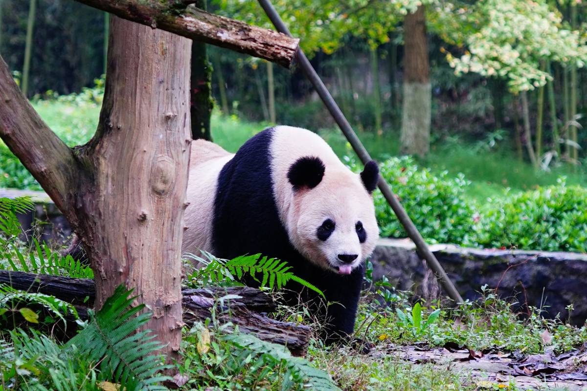 Dujiangyan China Giant Panda Garden (formerly known as Panda Paradise)
