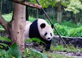 Dujiangyan China Giant Panda Garden (formerly known as Panda Paradise)