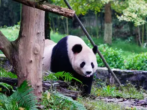 Dujiangyan China Giant Panda Garden (formerly known as Panda Paradise)