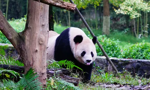 Dujiangyan China Giant Panda Garden (formerly known as Panda Paradise)