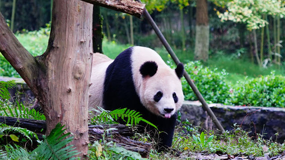 Dujiangyan China Giant Panda Garden (formerly known as Panda Paradise)