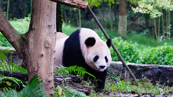 Dujiangyan China Giant Panda Garden (formerly known as Panda Paradise)