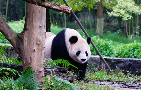 都江堰中華大熊貓苑(原熊貓樂園)門票成人