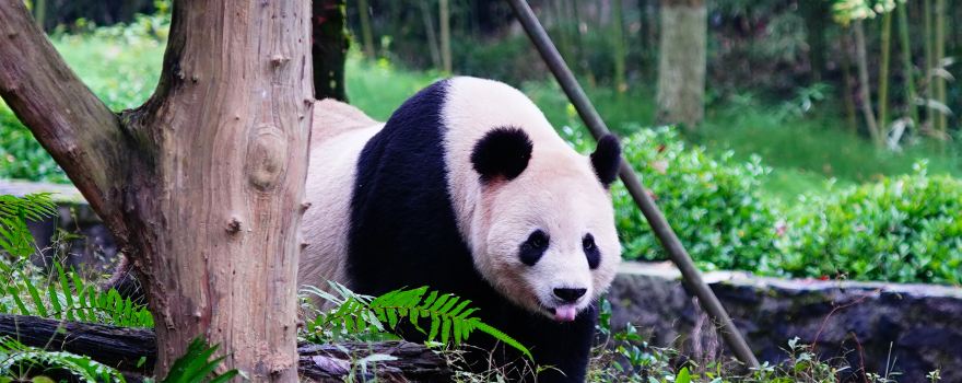 Dujiangyan China Giant Panda Garden (formerly known as Panda Paradise)
