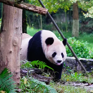 都江堰中華大熊貓苑(原熊貓樂園)