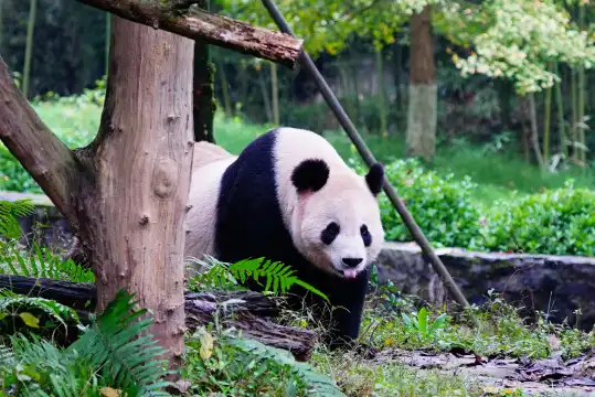 都江堰中華大熊貓苑（原熊貓樂園）附近的飯店