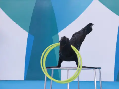 Pattaya Dolphinarium