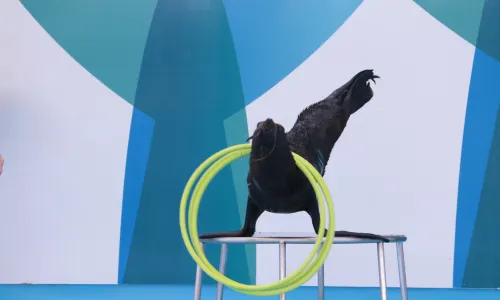 Pattaya Dolphinarium