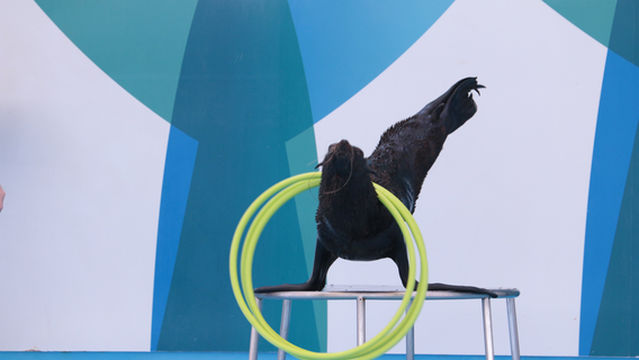 Pattaya Dolphinarium