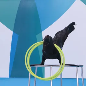 돌핀나리움 파타야(돌고래)