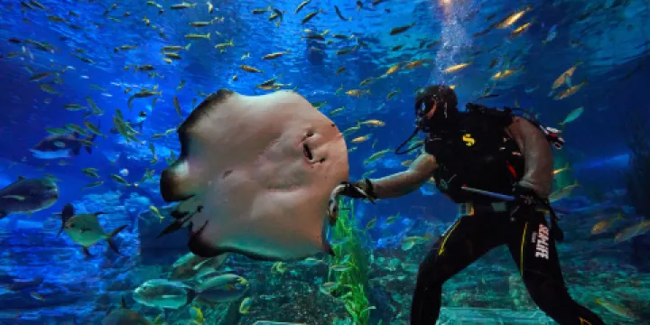 釜山SEA LIFE水族館