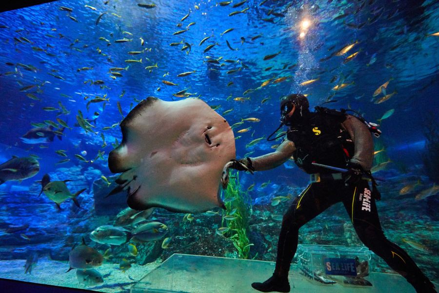 釜山SEA LIFE水族館