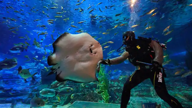 釜山SEA LIFE水族館