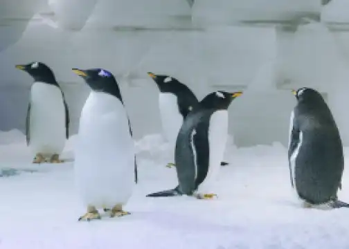 Zhengzhou Enjoy Snow World