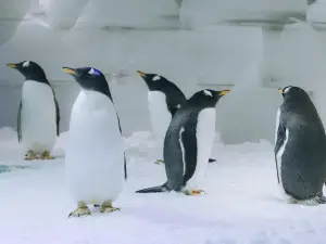 โลกน้ําแข็งและหิมะ