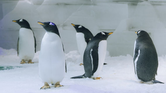 Zhengzhou Enjoy Snow World