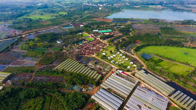 Haikou Bougainvillea Flower Exhibition
