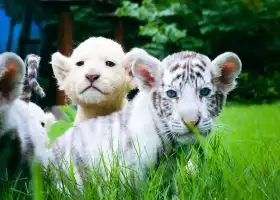鄭州銀基動物王國