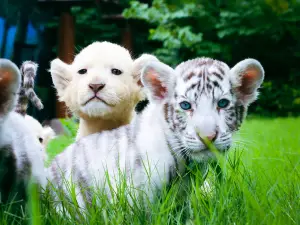 Enjoy Animal Kingdom