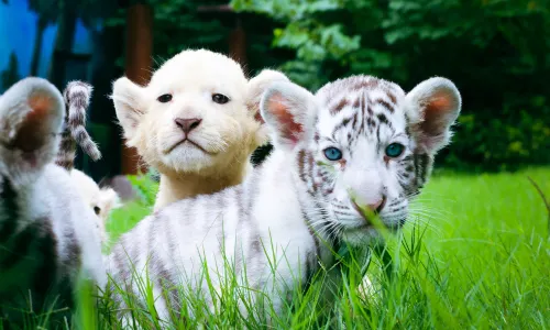 Enjoy Animal Kingdom