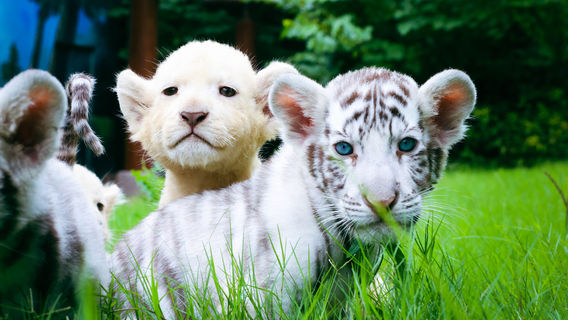 Enjoy Animal Kingdom