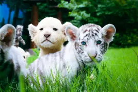 Enjoy Animal Kingdom