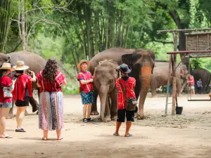 Kerchor​ elephant​ eco​ park​