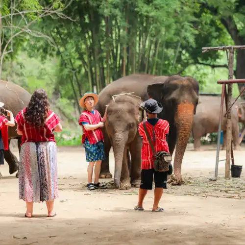 Kerchor elephant eco park