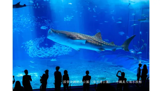 Okinawa Churaumi Aquarium