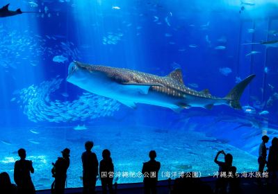 沖繩美麗海水族館