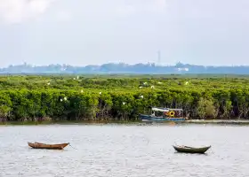 Dongzhaigang mangroves