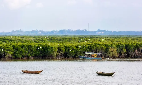 Dongzhaigang mangroves
