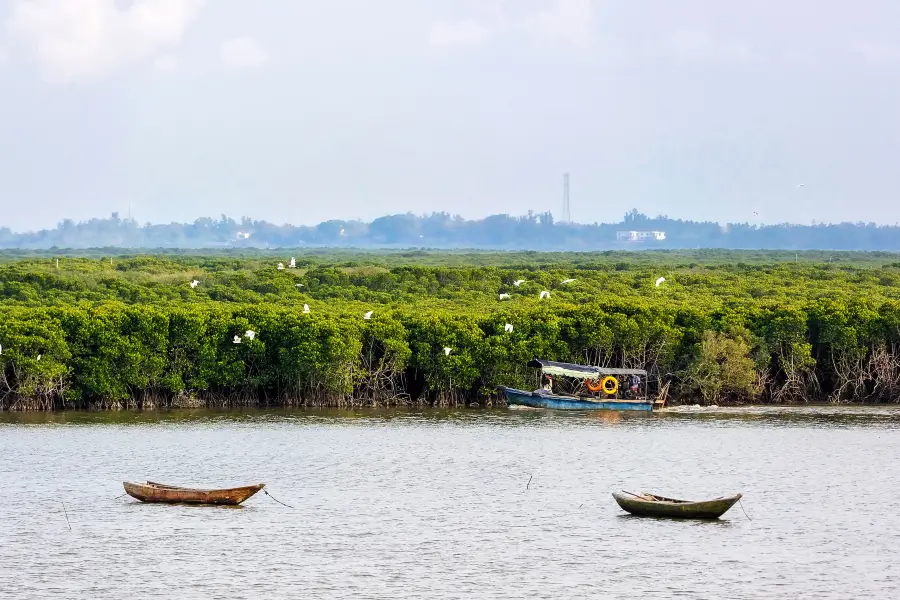 Dongzhaigang mangroves