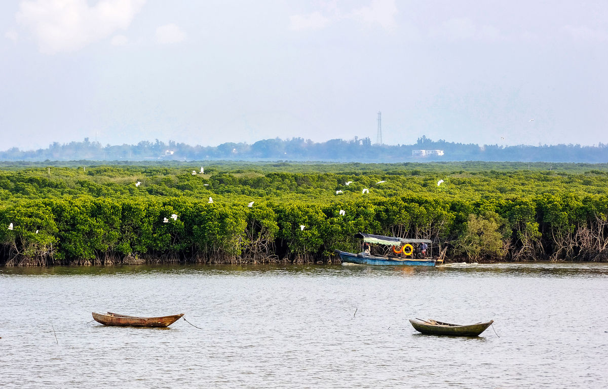 Dongzhaigang mangroves