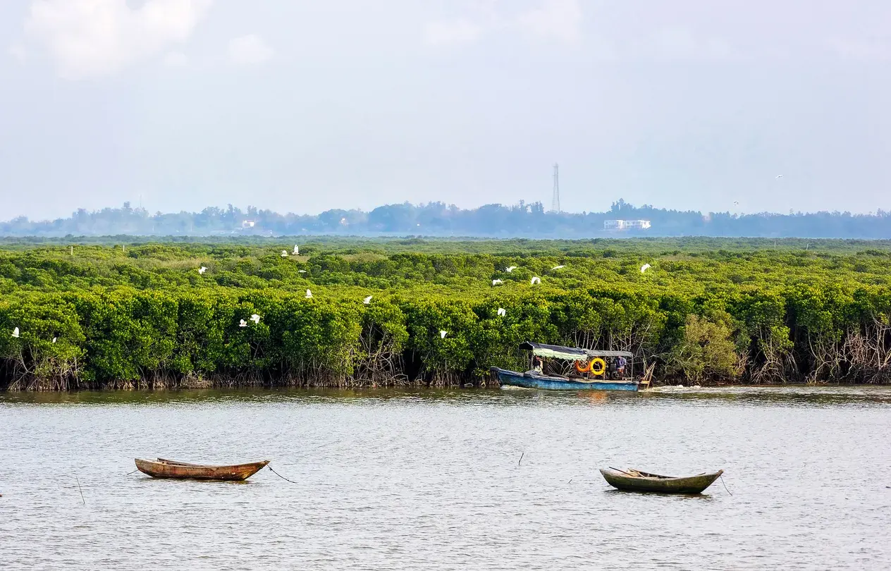 1_Dongzhaigang mangroves