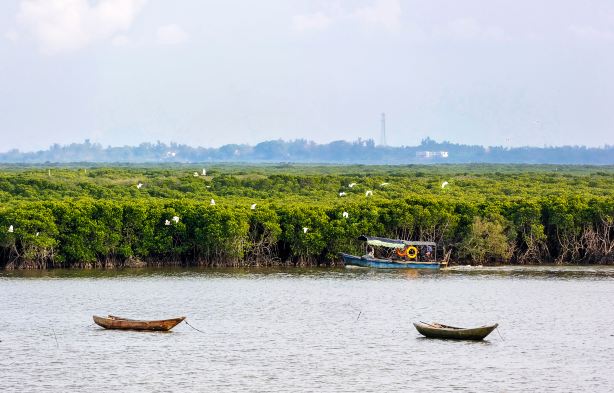 Dongzhaigang mangroves