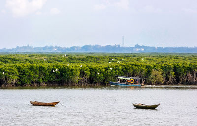Dongzhaigang mangroves